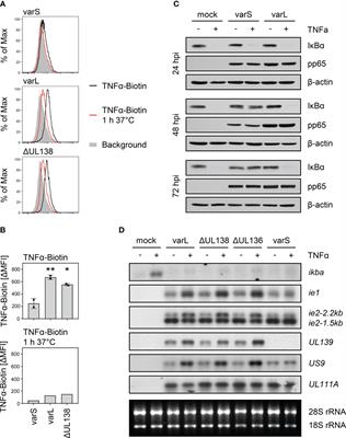 Deletion of the non-adjacent genes UL148 and UL148D impairs human cytomegalovirus-mediated TNF receptor 2 surface upregulation